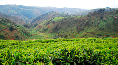 Руанда. Чайные поля