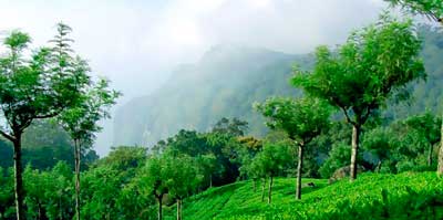Индия. Чайные плантации Nilgiri