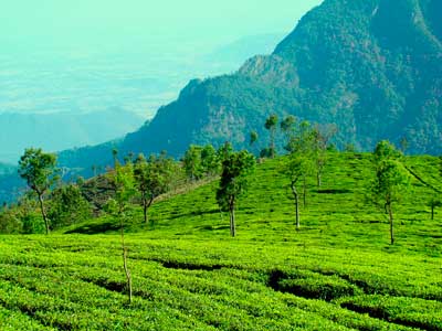 Индия. Чайные плантации Nilgiri