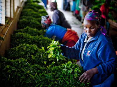 Выращивание чая в Кении