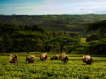 Выращивание чая в Малави