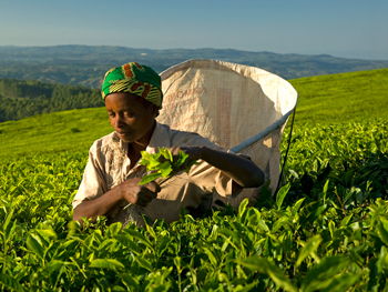 Выращивание чая в Малави