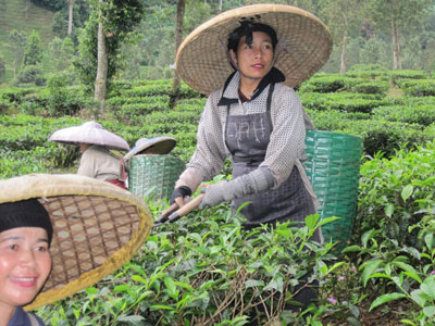 Индонезия. Чайные плантации