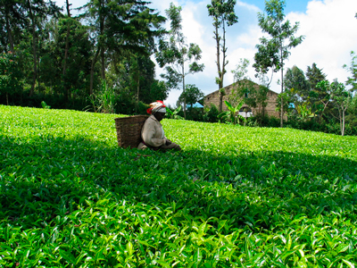 Руандский чай