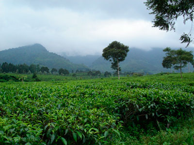 Индонезия. Чайные плантации
