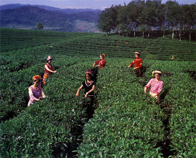 Чайная плантация в провинции Пуэр