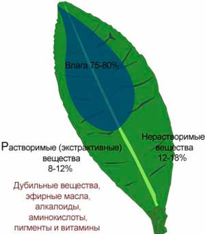 Химический состав чая