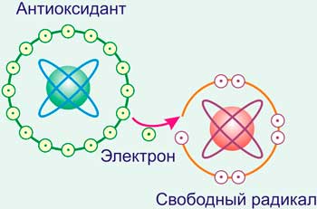 Антиоксиданты