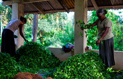 Производство чая из Шри-Ланки