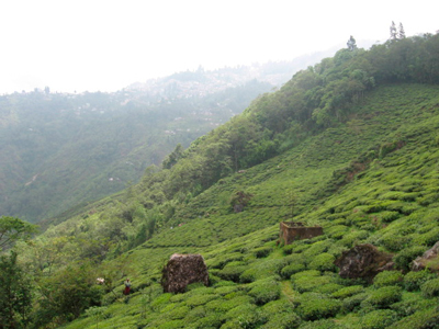 Чайные плантации дарджилинга