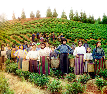Выращивание чая в России (СССР)