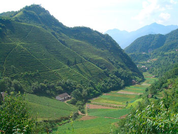 Чайные плантация на склонах гор в уезде Шэньнунцзя, провинция Хубэй
