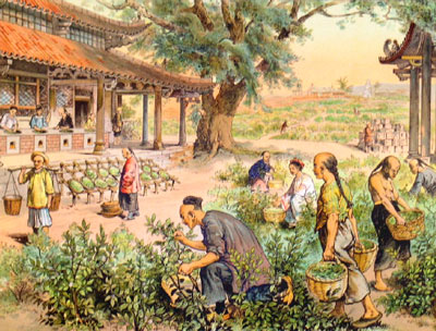 История появления чая в Китае