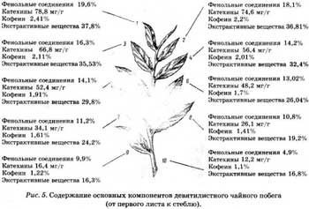 Химический состав чая