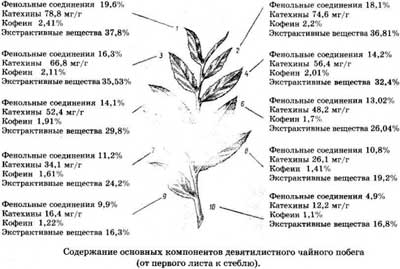 Состав чайного побега