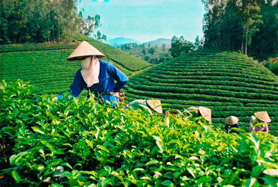 Сбор и производство зеленого чая
