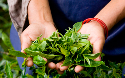 Сбор урожая чайных листьев
