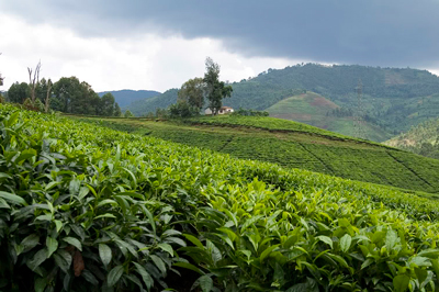 Руанда. Чайные поля