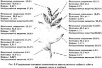 Химический состав чая – целебная кладезь!